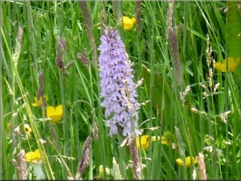 Another of the many orchids at the eastern end of the reservoir